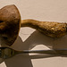 Boletus past its sell-by date!