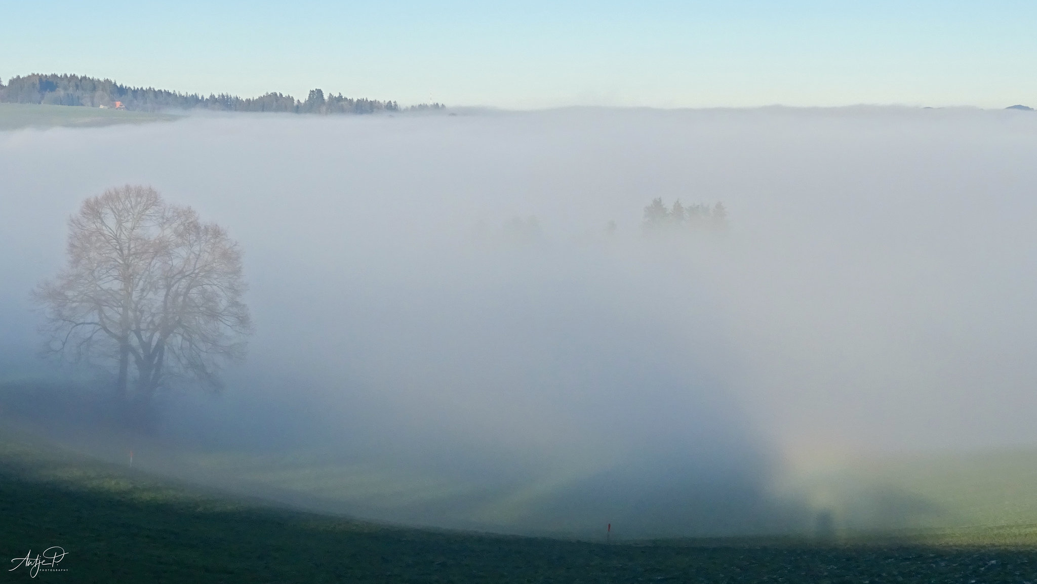 trees gone to fog