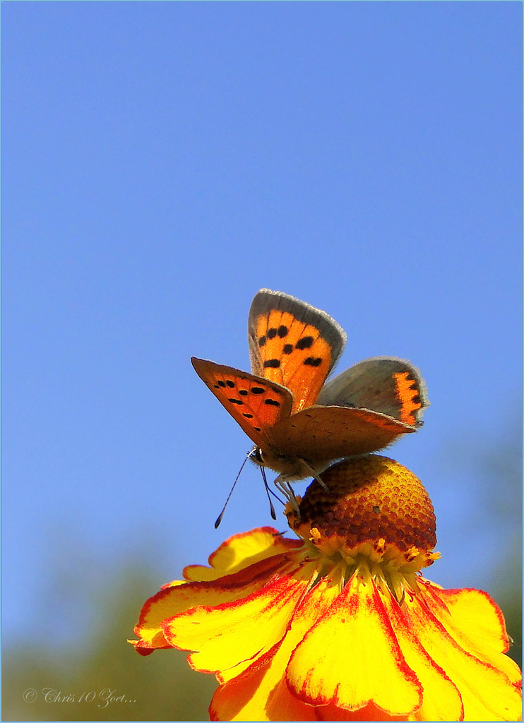 Small copper ~ Kleine vuurvlinder (Lycaena phlaeas)...