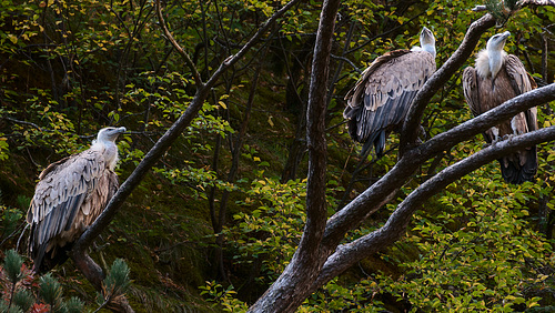 Uvac Nationalpark