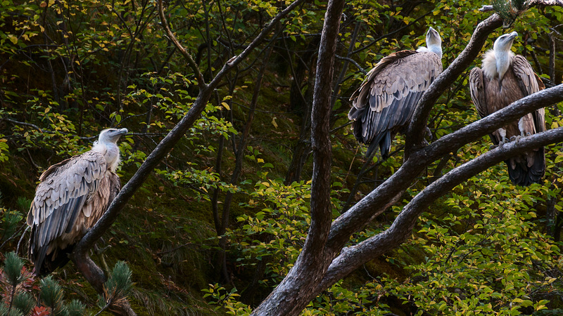 Uvac Nationalpark