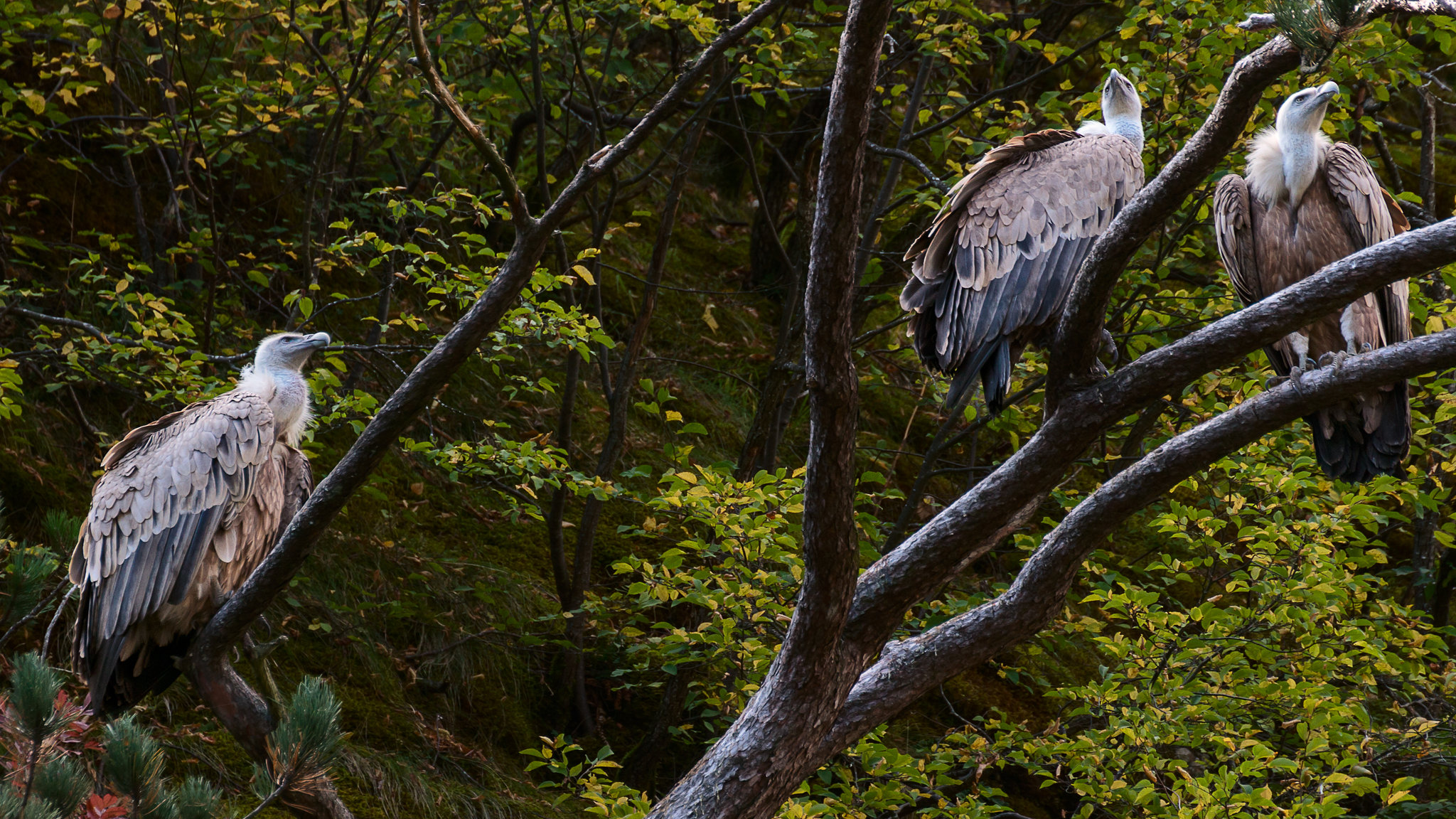 Uvac Nationalpark