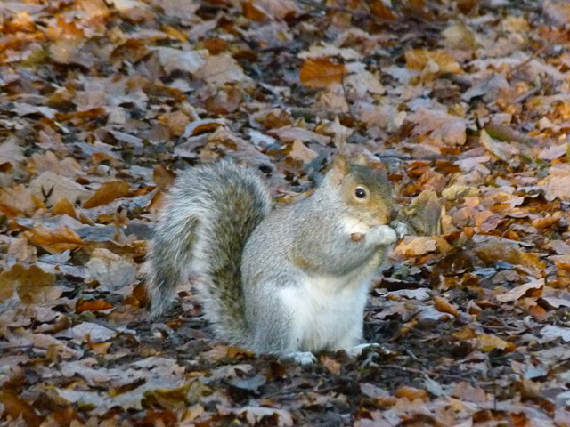 Squirrel (1)