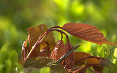 Tender New Leaves