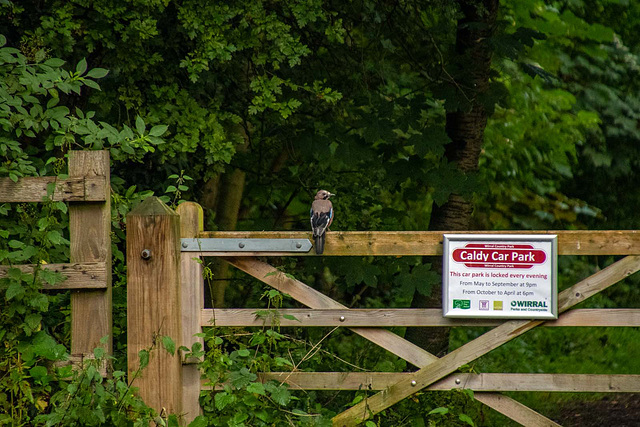 A jay I passed on the Wirral Way