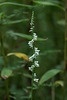 Spiranthes lacera var. gracilis (Southern Slender Ladies'-tresses orchid)