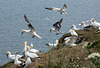 Gannet