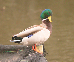 EF7A8470 Duck