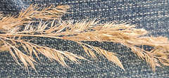 Vertrocknetes Gras