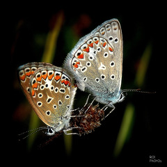 Azuré commun (Polyommatus icarus)