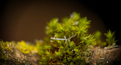 Mitten im Moos gelandet :))  Landed in the middle of the moss :))  Atterri au milieu de la mousse :))