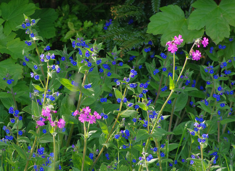 Alkanet and Campion