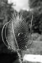 Thistle Do X100s