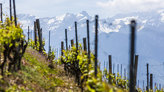 170521 Lavaux Alpes