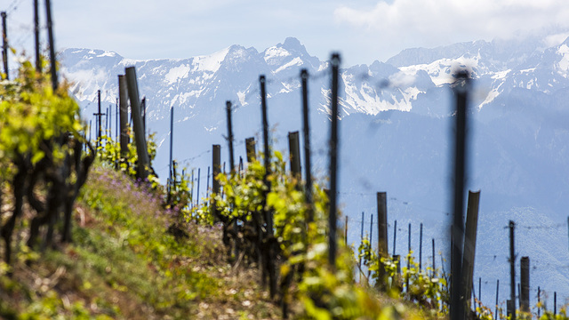 170521 Lavaux Alpes