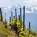 170521 Lavaux Alpes