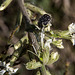 20170518 3112VRAw [A+H] Trauer-Rosenkäfer (Oxythyrea funesta), Pflanze?, Neusiedler See