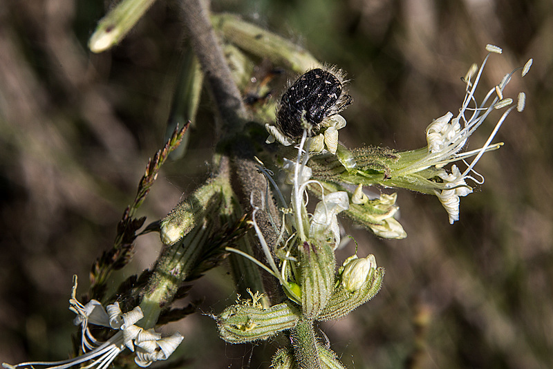 20170518 3112VRAw [A+H] Trauer-Rosenkäfer (Oxythyrea funesta), Pflanze?, Neusiedler See