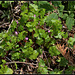 Geranium lucidum (3)