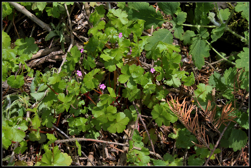 Geranium lucidum (3)