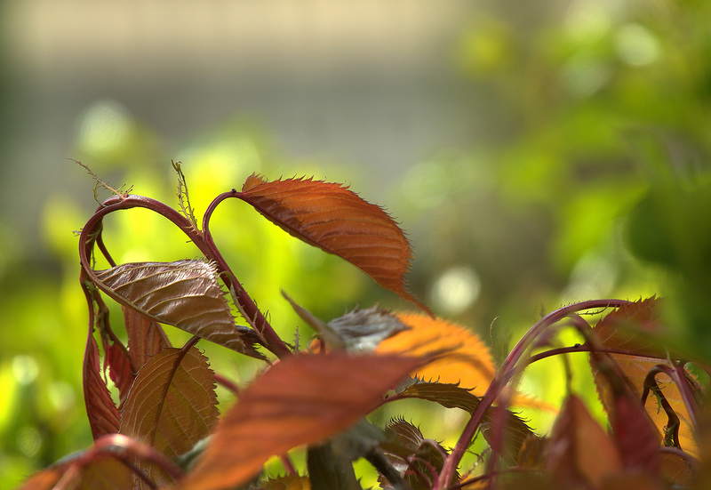 Tender New Leaves