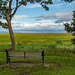 A bench with a view across the Dee marshes