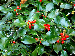 Hulst Ilex Aquifolium