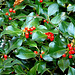 Hulst Ilex Aquifolium