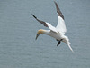 Gannet