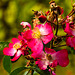 20220923 1763CPw [D~LIP] Rose, UWZ, Bad Salzuflen