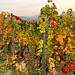 Weinberge im Herbst