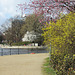 Forsythien an der Binnenalster