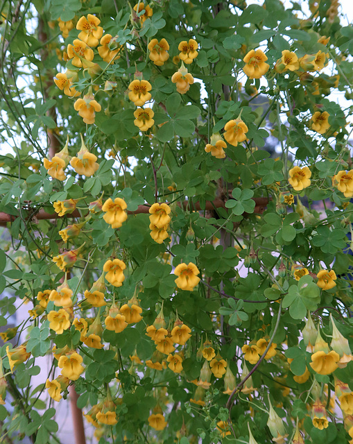 Tropaeolum brachyceras