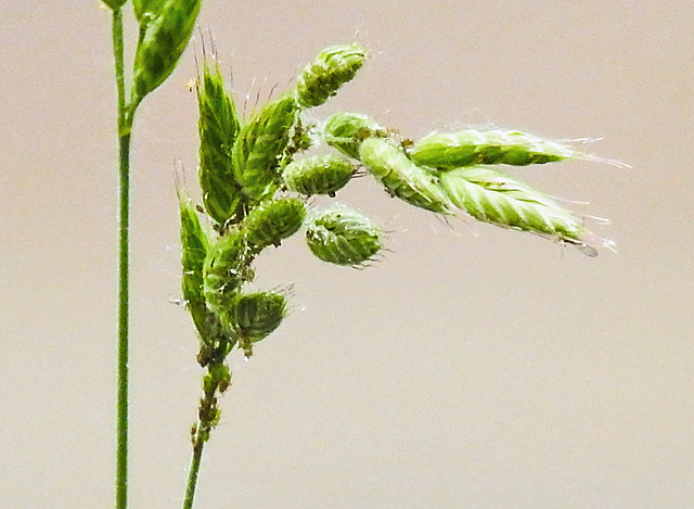 20230606 0707CPw [D~LIP] Flaum-Trespe (Bromus hordeaceus agg), Bad Salzuflen