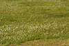 Iceland, Landmannalaugar, Arctic Cotton Meadow