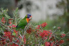 Rainbow Lorikeet