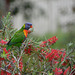 Rainbow Lorikeet