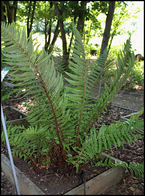 Dryopteris affinis subsp cambrensis (2)