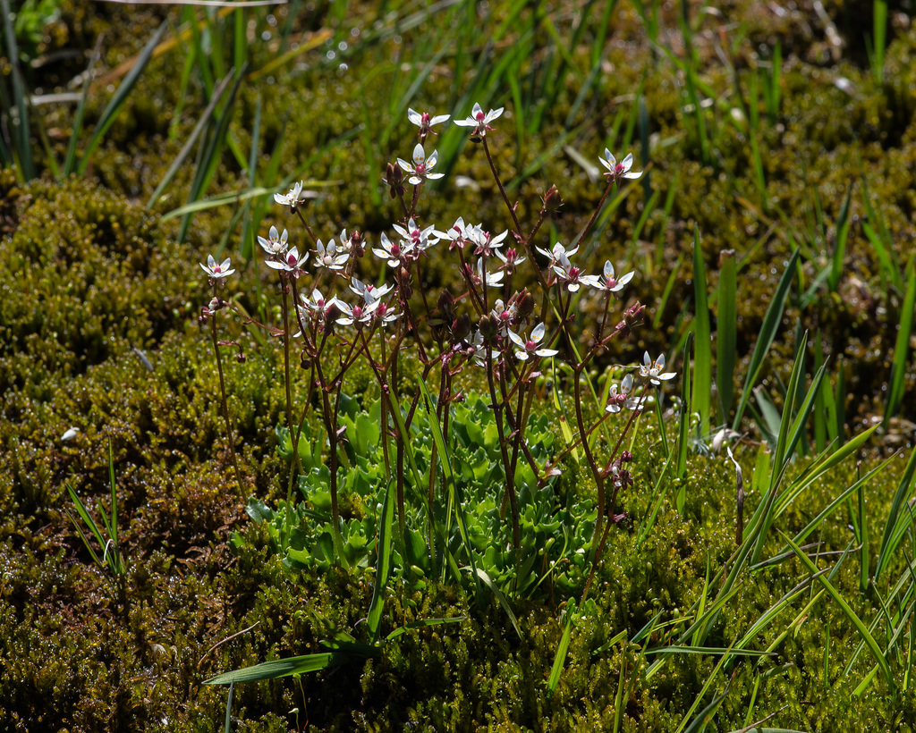 Saxifraga stellaris, Sternblütiger Steinbrech - 2015-06-26--D4 DSC3279