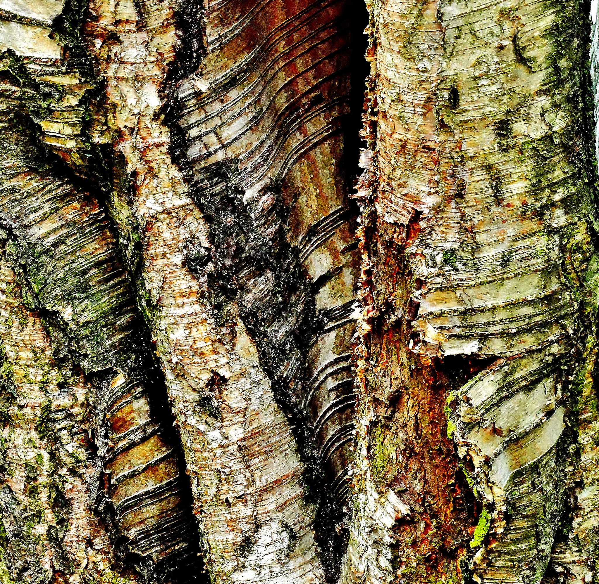 Bark