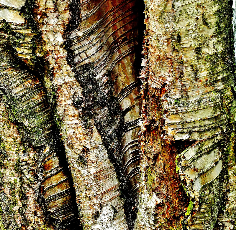 Bark