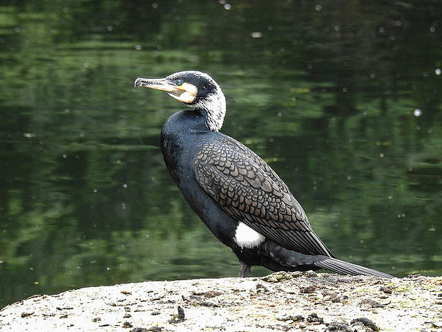 20170426 0663CPw [D~BI] Kormoran, Tierpark Olderdissen, Bielefeld