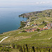 170521 Lavaux Cully 0