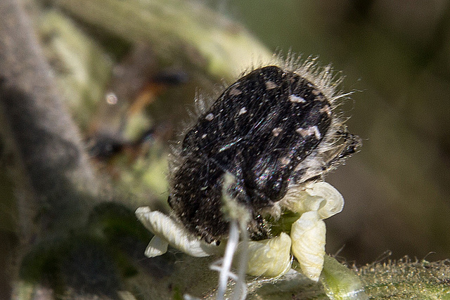 20170518 3113VRAw [A+H] Trauer-Rosenkäfer (Oxythyrea funesta), Neusiedler SeeNeusiedler See