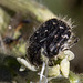 20170518 3113VRAw [A+H] Trauer-Rosenkäfer (Oxythyrea funesta), Neusiedler SeeNeusiedler See