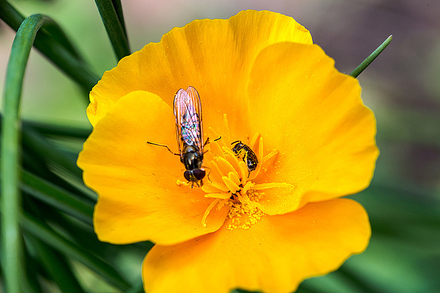 20170704 3467VRMw [D~LIP] Mohn, Insekt, Bad Salzuflen