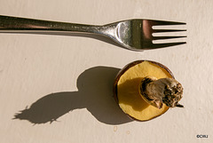 Boletus