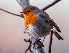 Robin