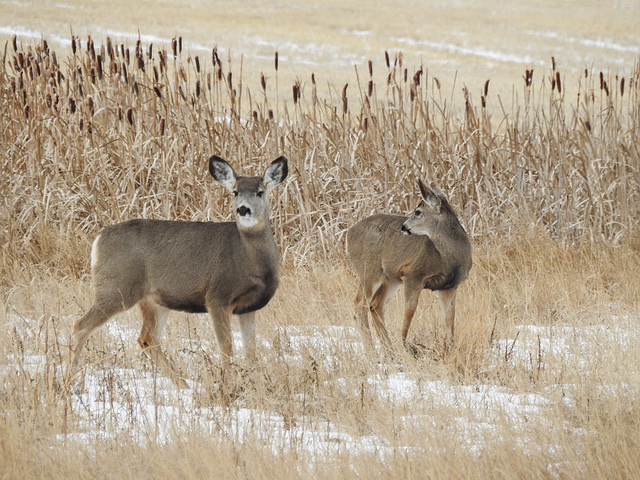 Mule Deer with cattails