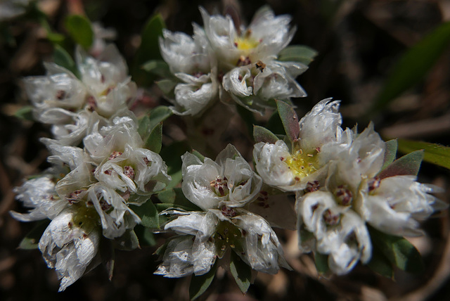 Paronychia argentea, Erva-prata